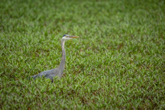 grey bird on green grass during daytime in Langley Canada