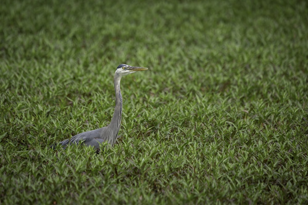 uccello grigio su erba verde durante il giorno