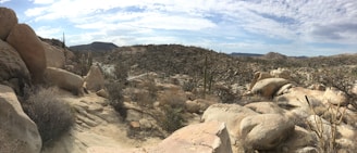 Sunlit desert terrain with scattered juniper trees and a distant view of rocky hills.