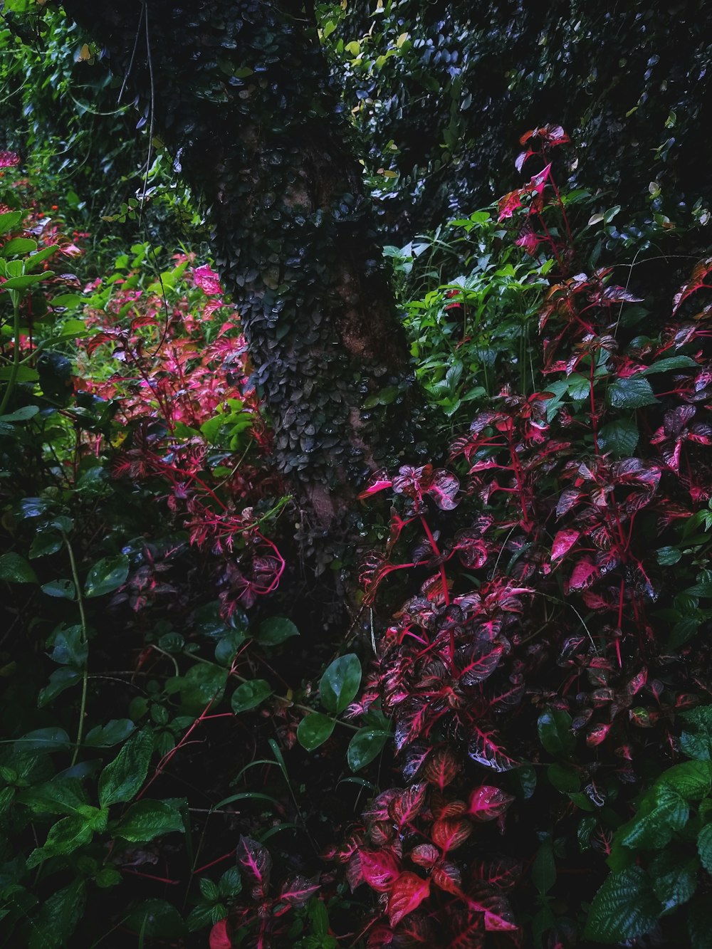 rote Blüten mit grünen Blättern