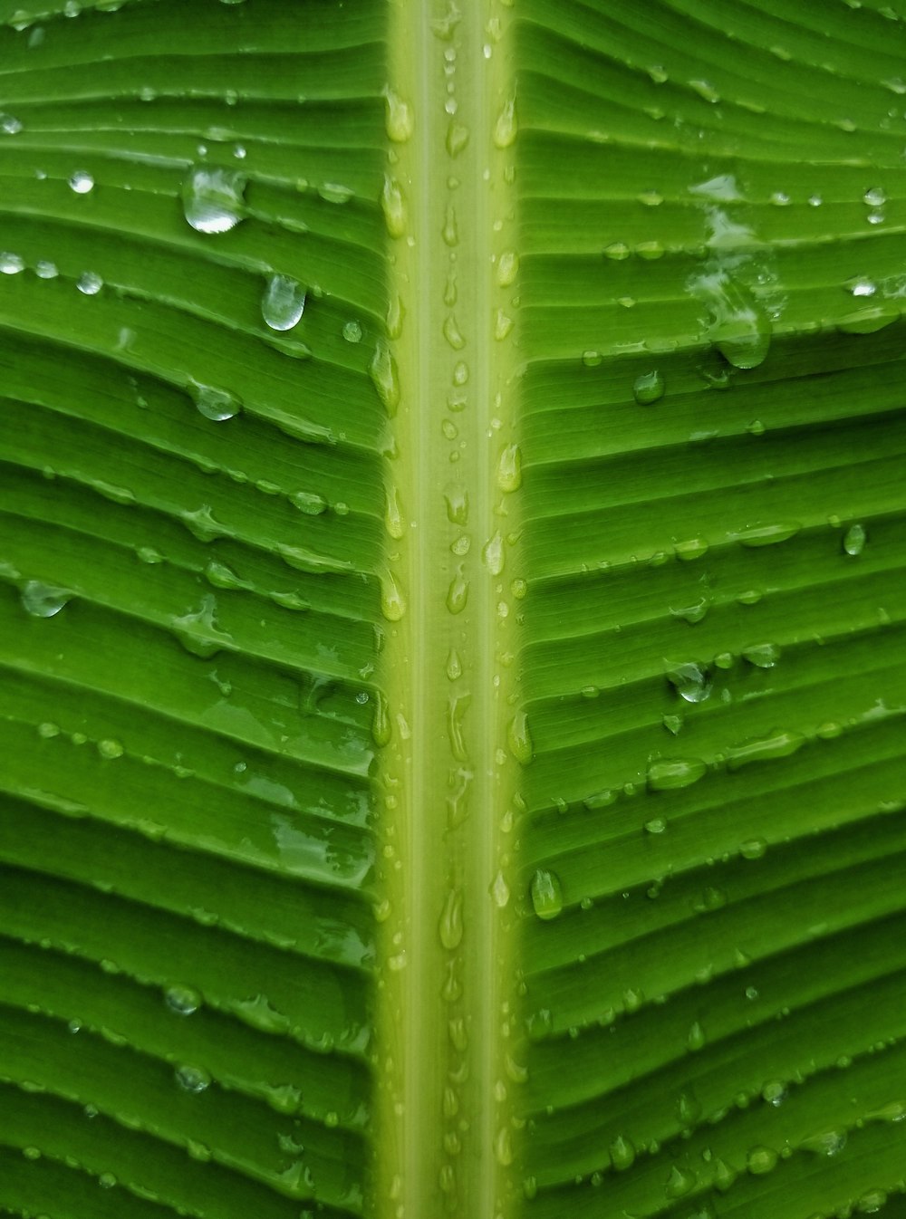 緑の葉に水滴