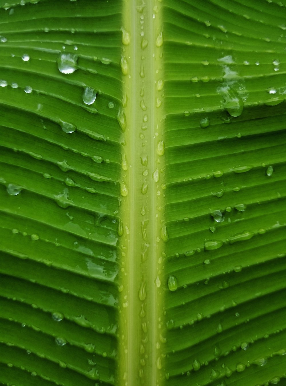 goccioline d'acqua su foglia verde