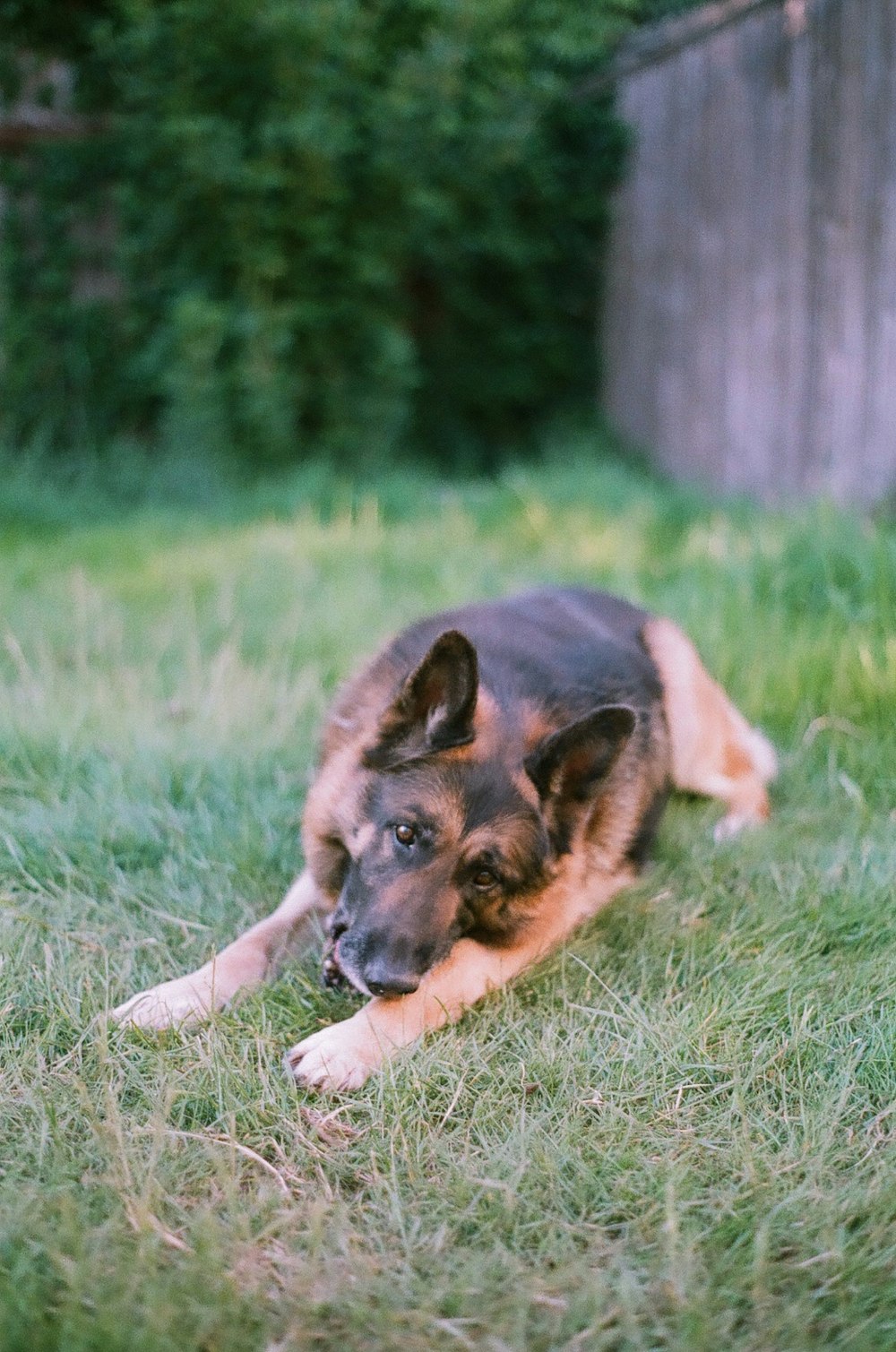 Berger allemand noir et beige couché sur un champ d’herbe verte pendant la journée