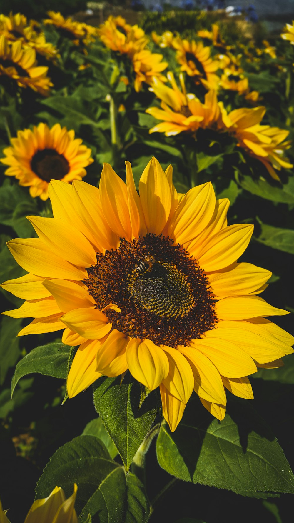 Girasol amarillo en fotografía de primer plano