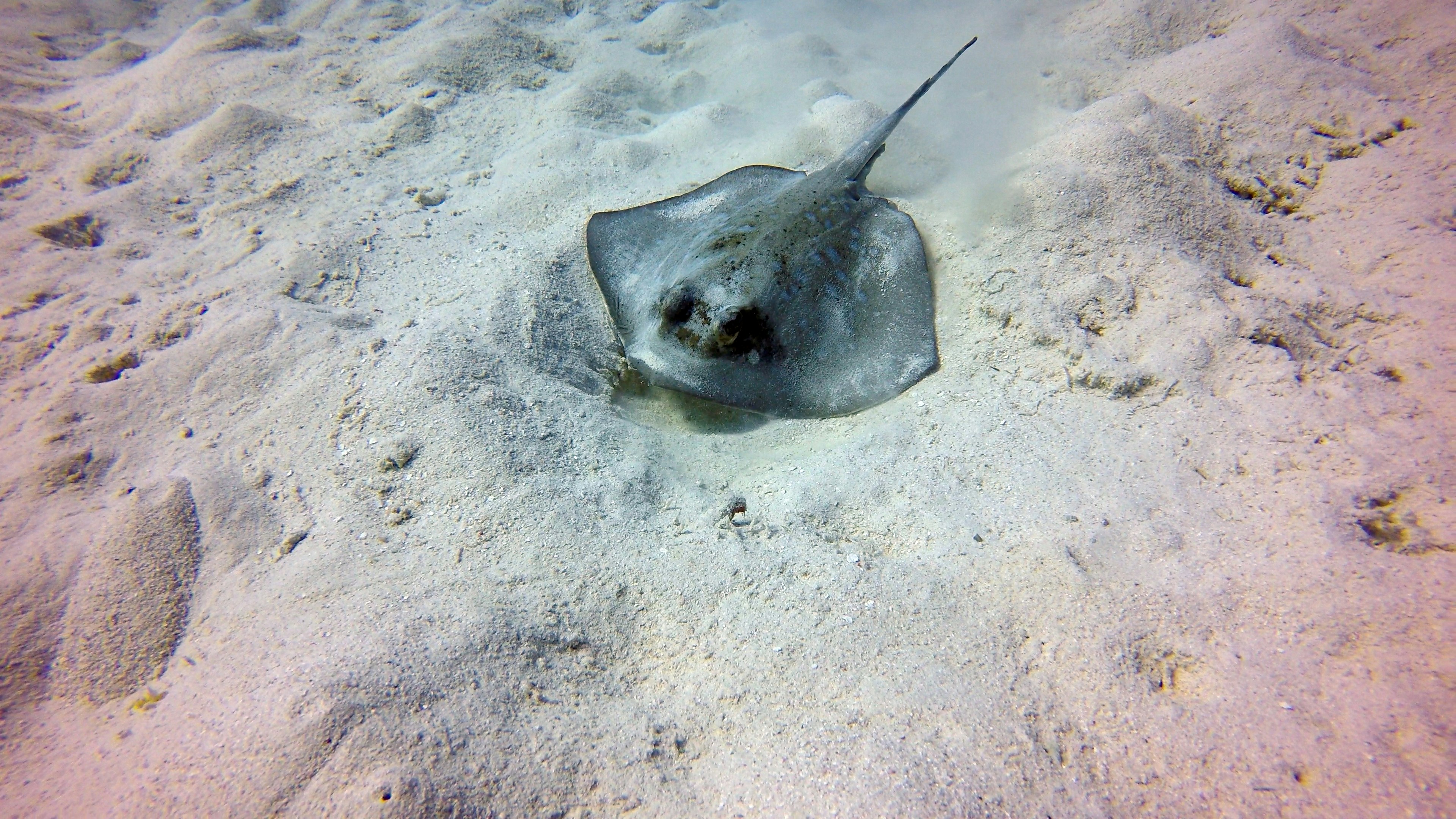 black and white wet sand great barrier reef teams background
