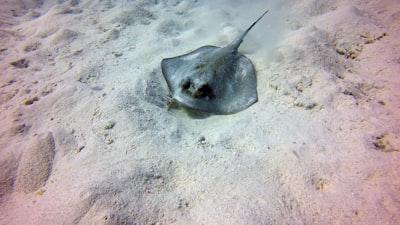 black and white wet sand great barrier reef teams background