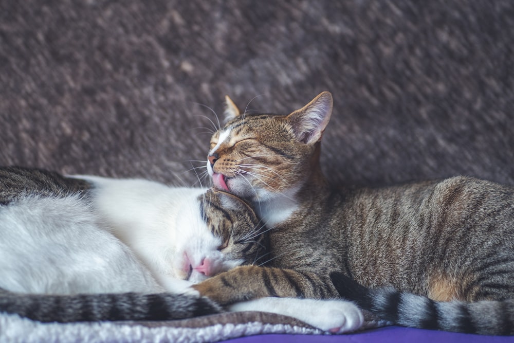 brown tabby cat lying on white and brown textile