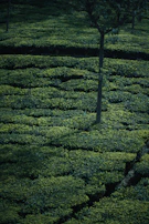 Lush green tea plantations in New Zealand symbolizing sustainable agriculture.