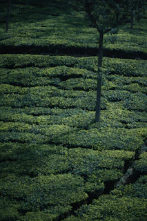 A serene image of Assam’s lush green forest, hinting at the origin of the oud used in the perfumes.