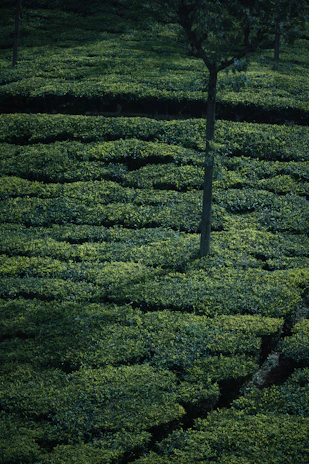 A serene image of Assam’s lush green forest, hinting at the origin of the oud used in the perfumes.