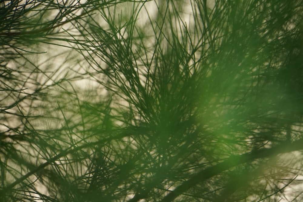 green grass in close up photography