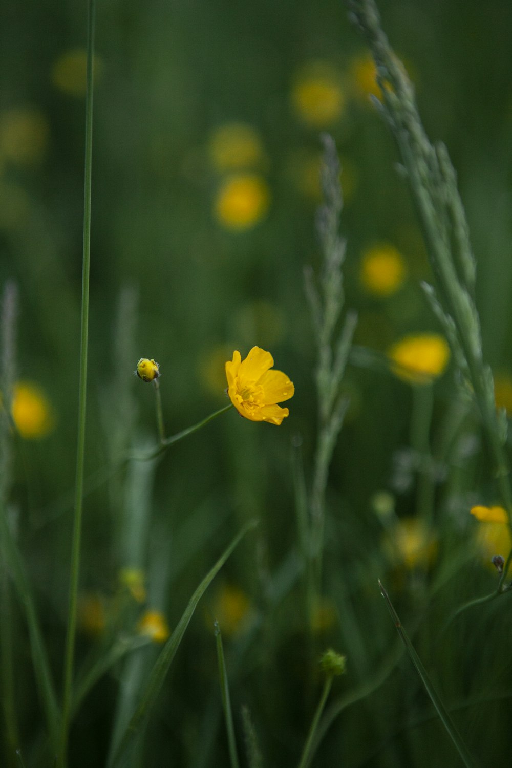 yellow flower in tilt shift lens