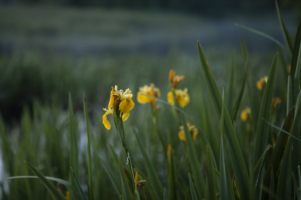 yellow flower in green grass field