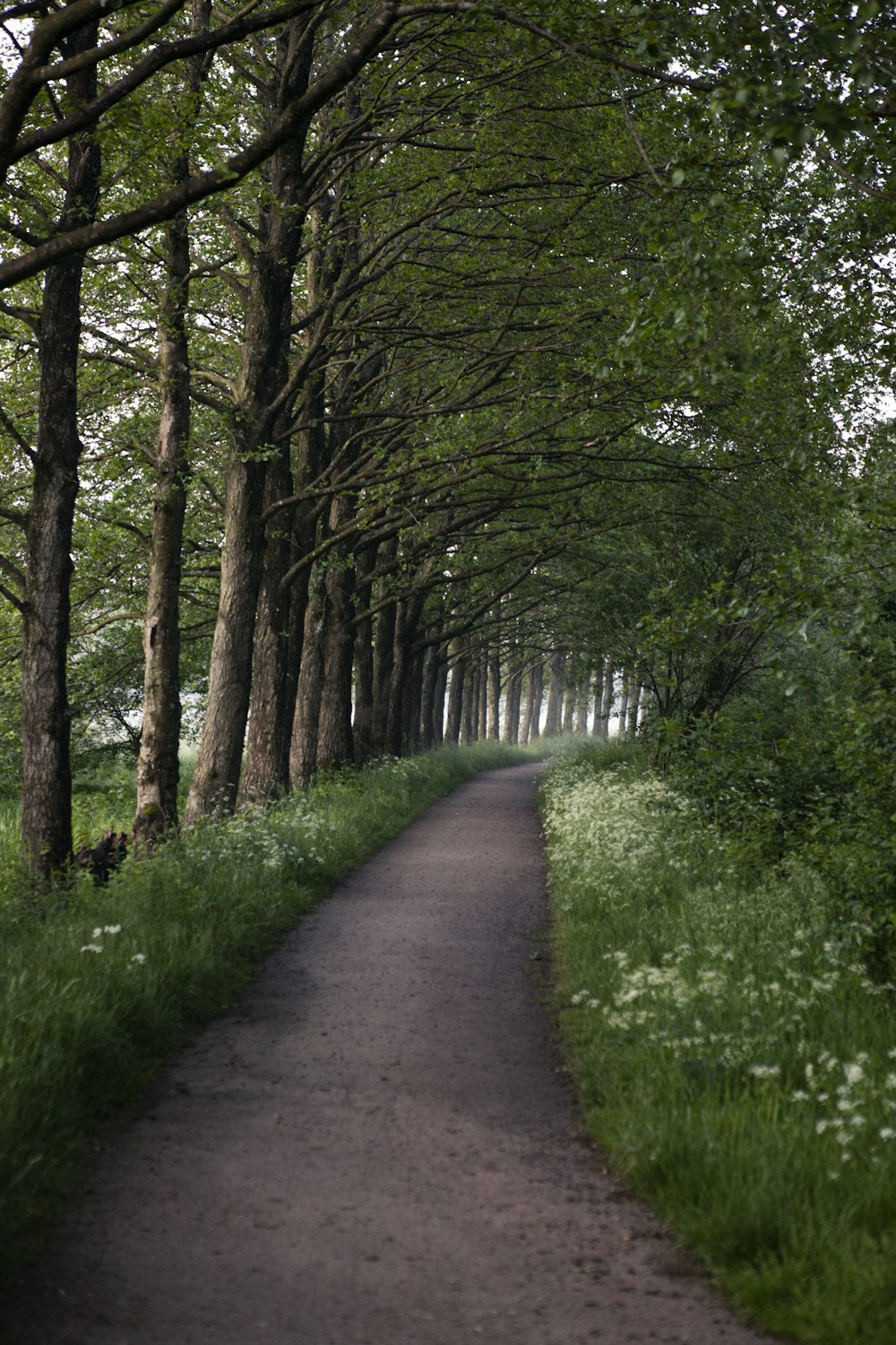 Camino gris entre la hierba verde y los árboles