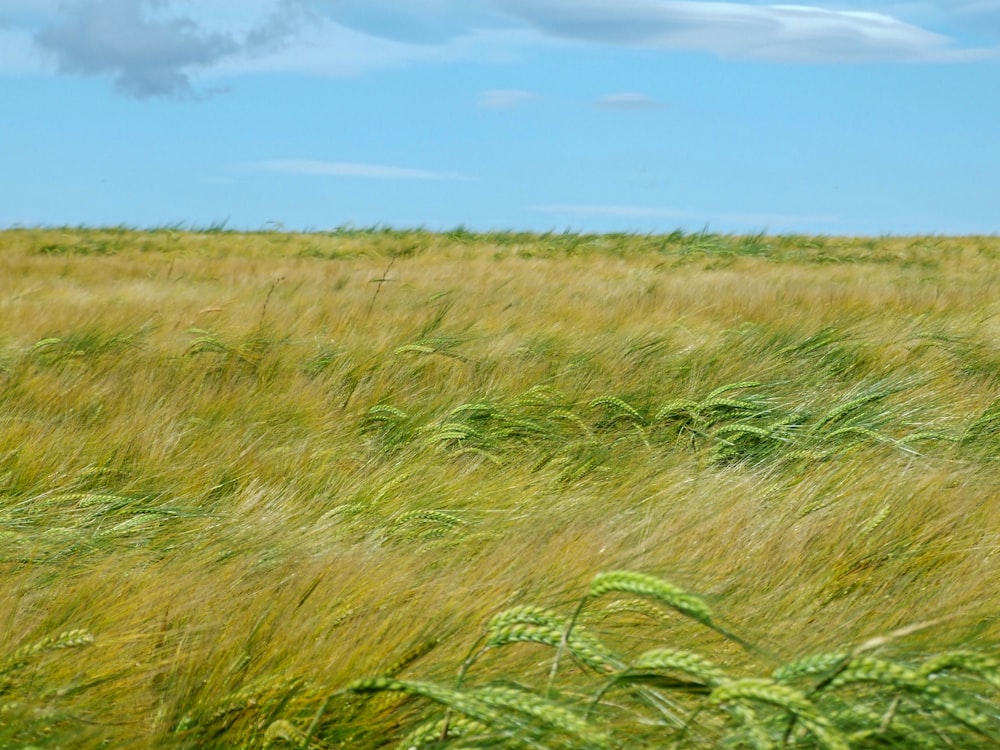 green grass field under blue sky during daytime