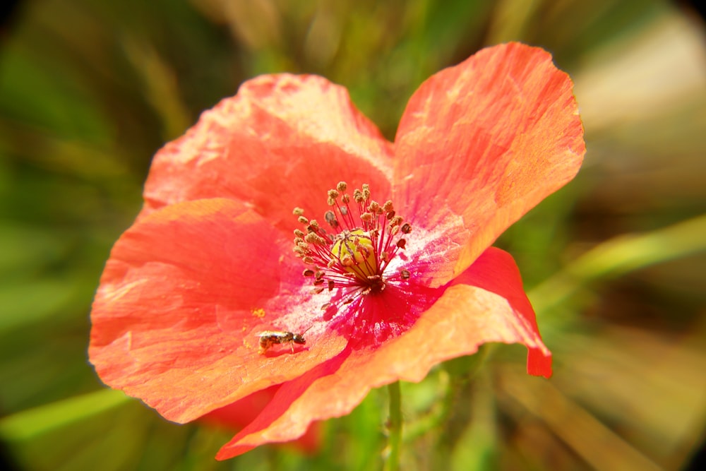 red flower in tilt shift lens