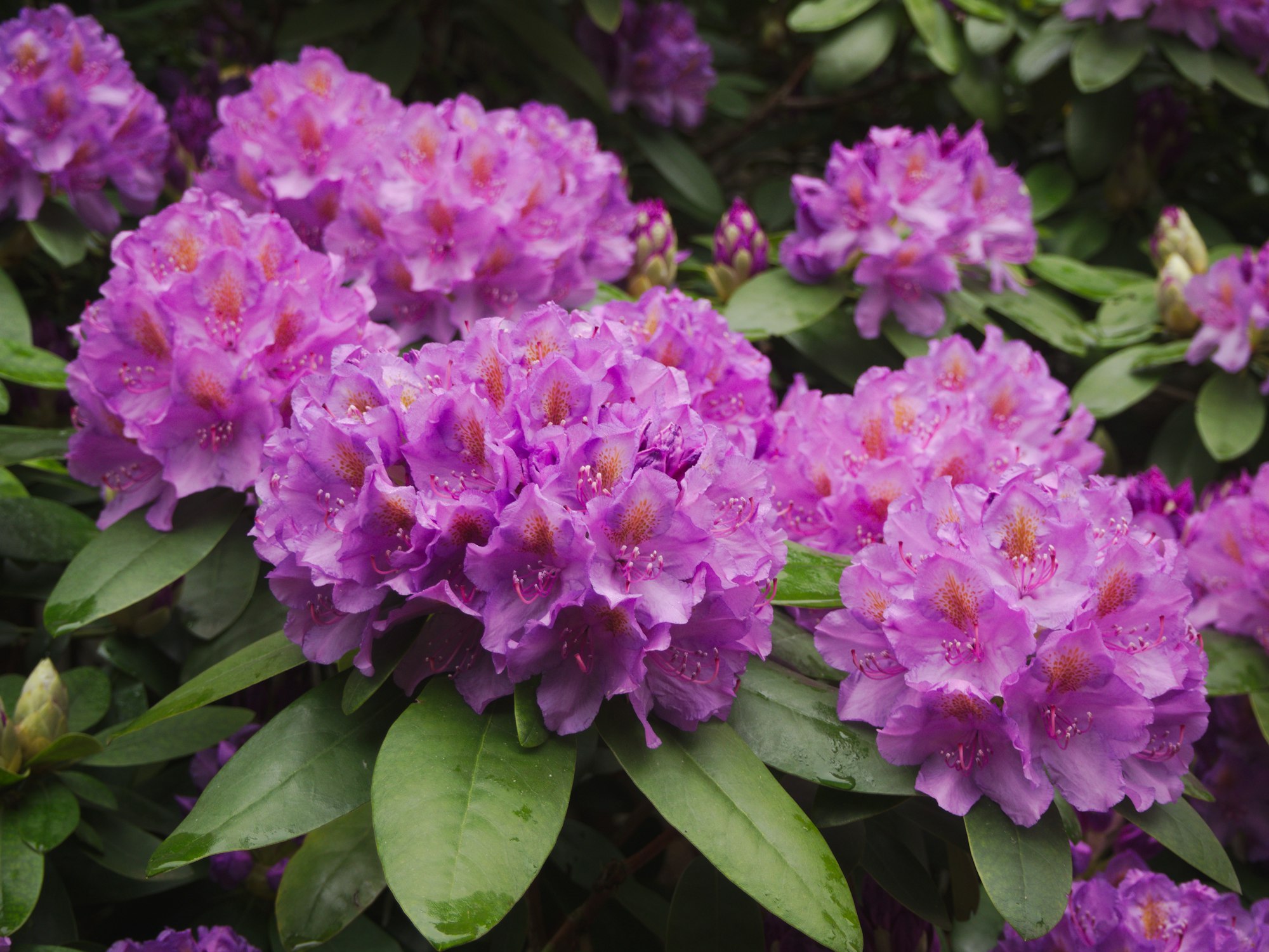 Summer rhododendron flowers