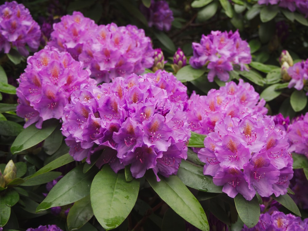 pink flowers with green leaves