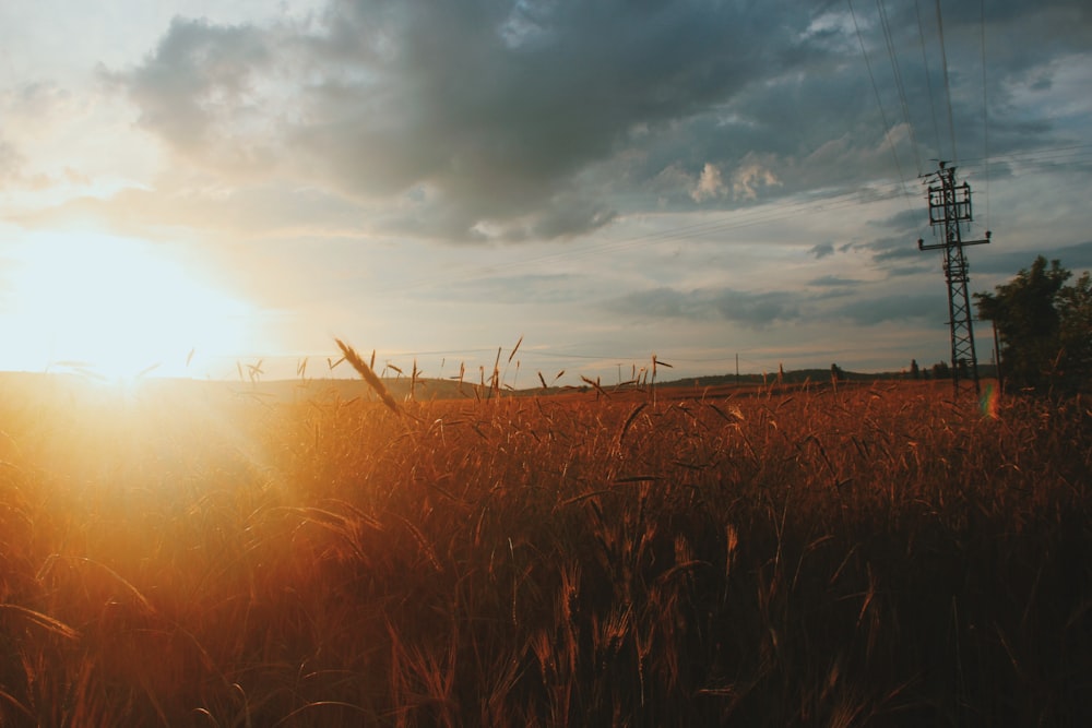 brown grass field during sunset