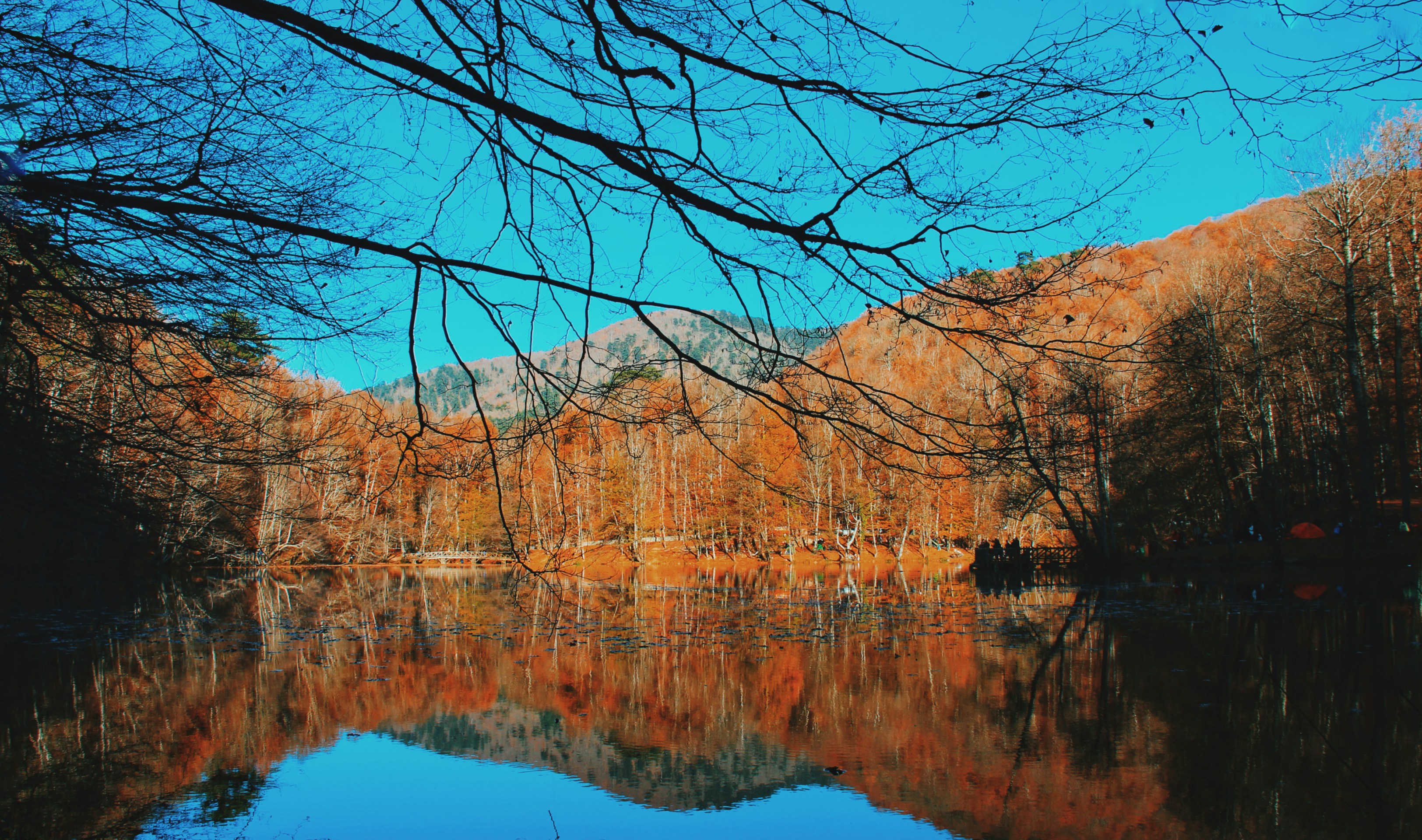Brown trees near body of water during daytime photo – Free Land Image ...