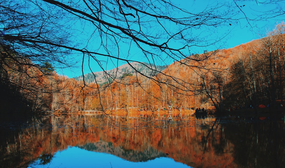 brunir les arbres près d’un plan d’eau pendant la journée ;