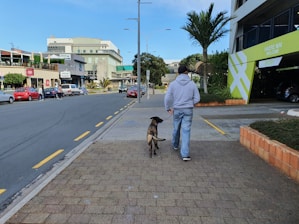 A person in casual attire walks a dog on a paved walkway next to an urban street. Buildings with signage are on the left side, while a parking garage and palm trees are on the right. Cars and pedestrians are visible in the background under a clear blue sky.