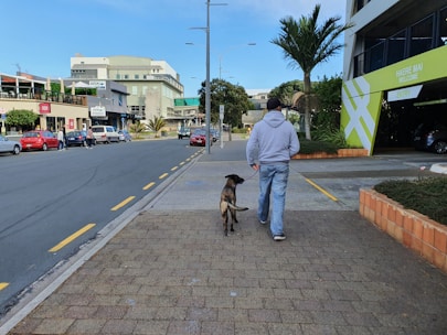 A person in casual attire walks a dog on a paved walkway next to an urban street. Buildings with signage are on the left side, while a parking garage and palm trees are on the right. Cars and pedestrians are visible in the background under a clear blue sky.
