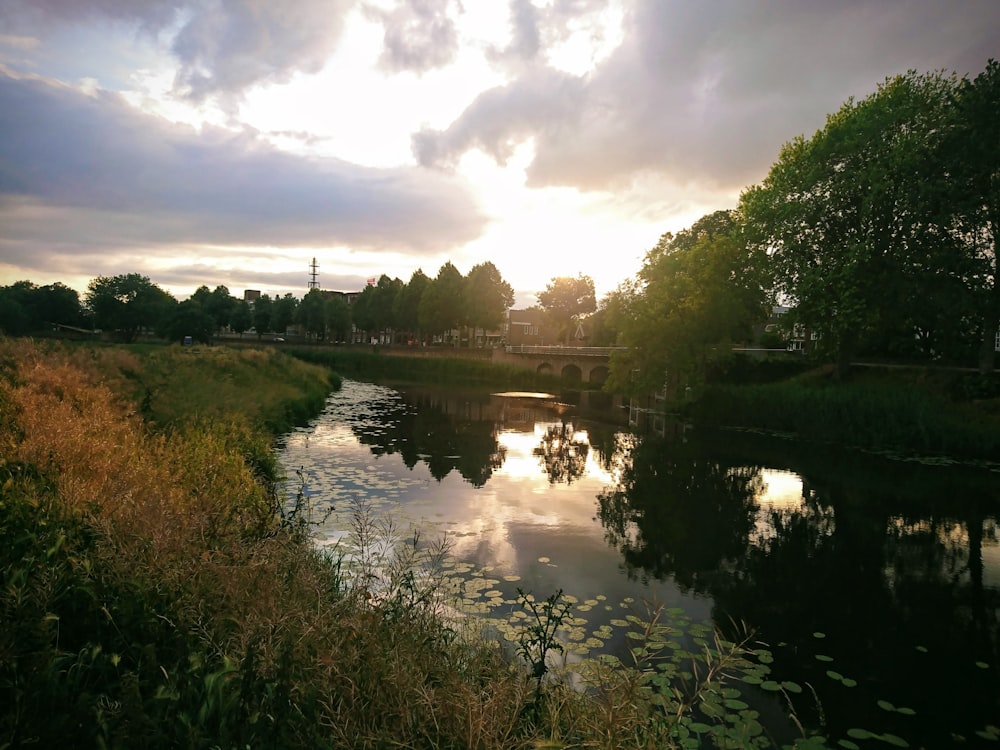 green trees beside river under cloudy sky during daytime