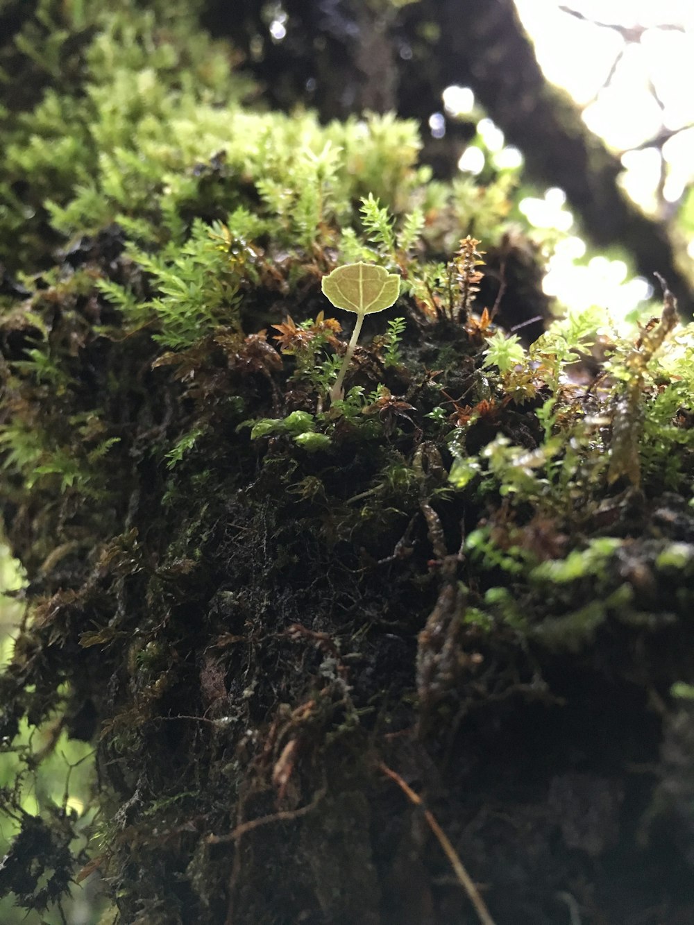 pianta a foglia verde in fotografia ravvicinata