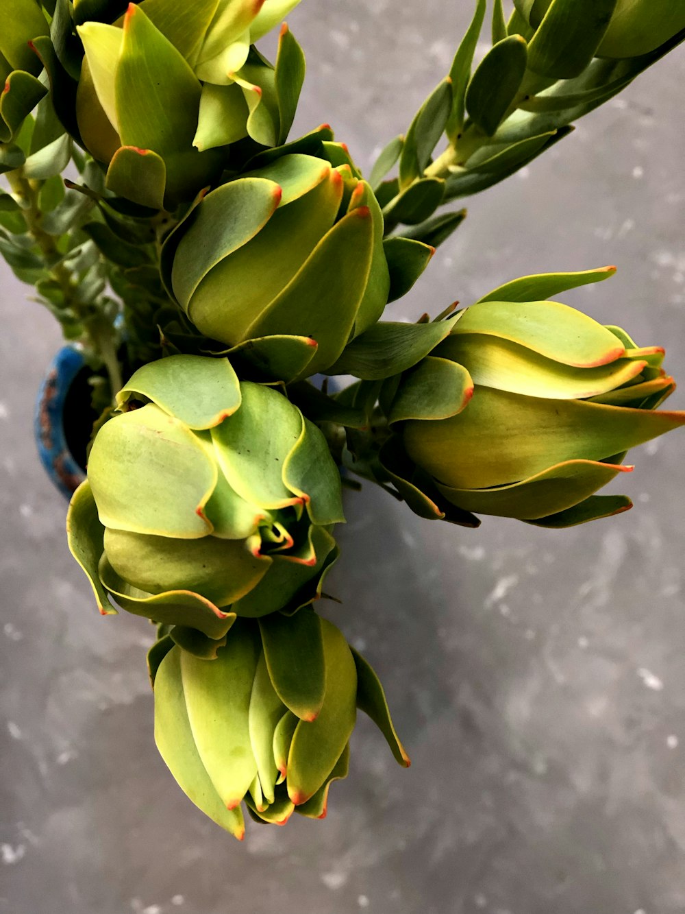 green plant in blue pot