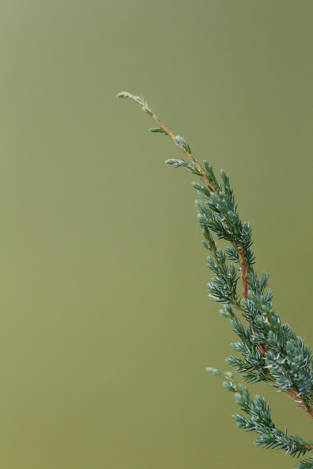 green and red plant under gray sky