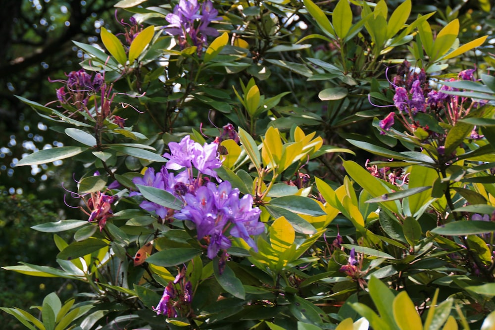 purple flower with green leaves