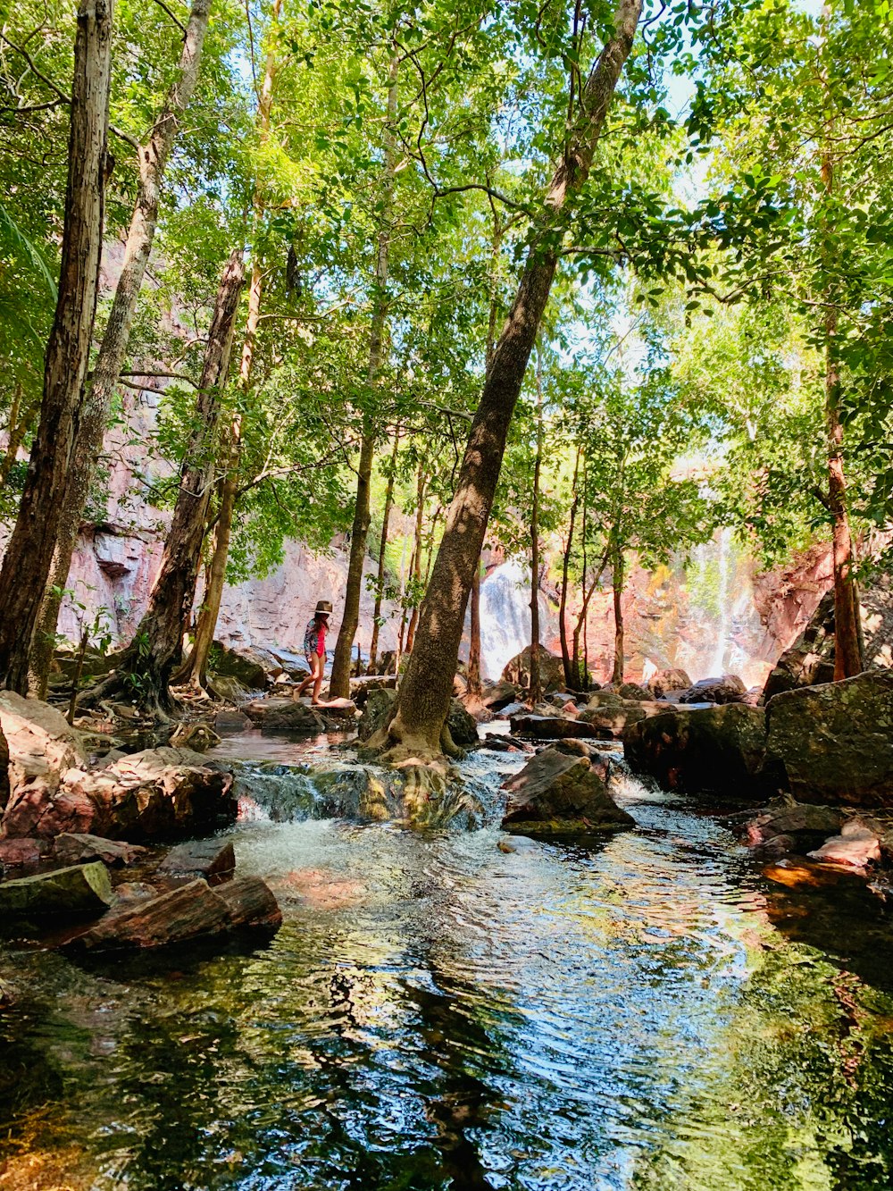 green trees beside river during daytime