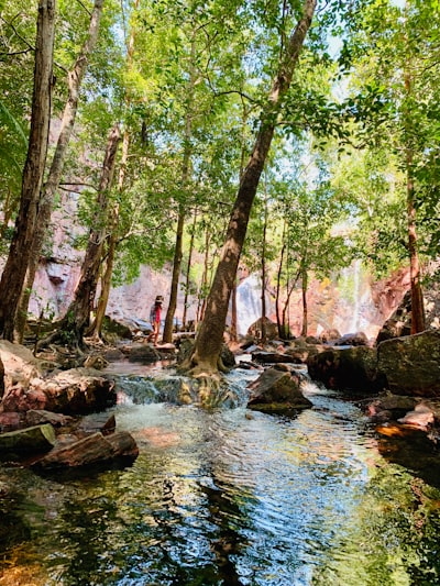 green trees beside river during daytime