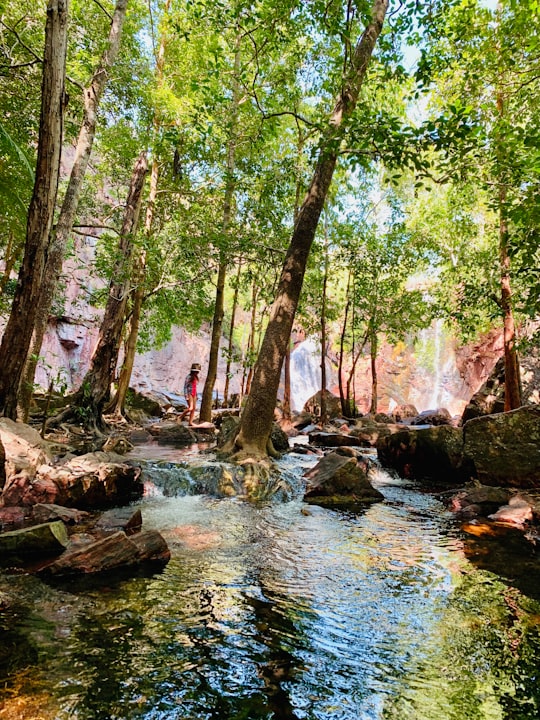 green trees beside river during daytime in Wangi Falls Australia