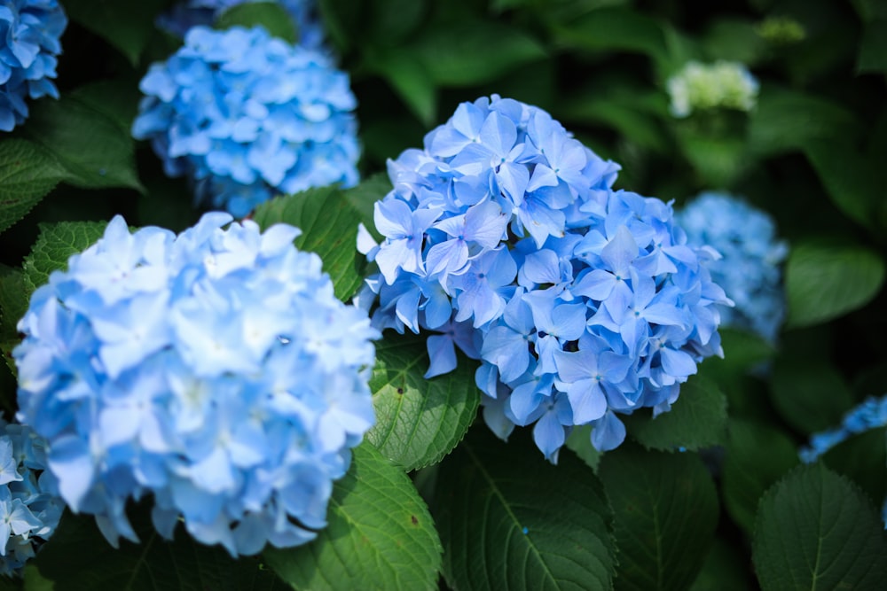 blue flowers with green leaves