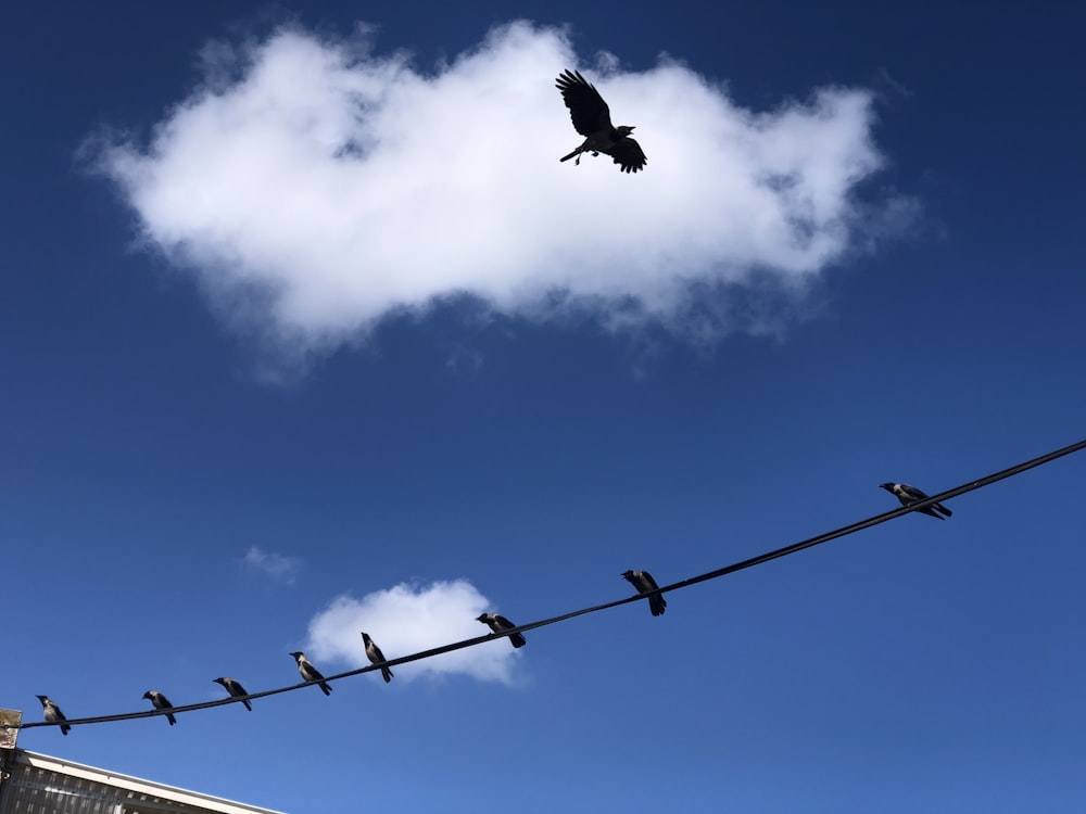 black bird flying on blue sky during daytime