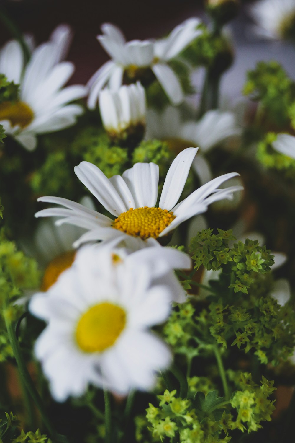 white daisy flowers in bloom during daytime