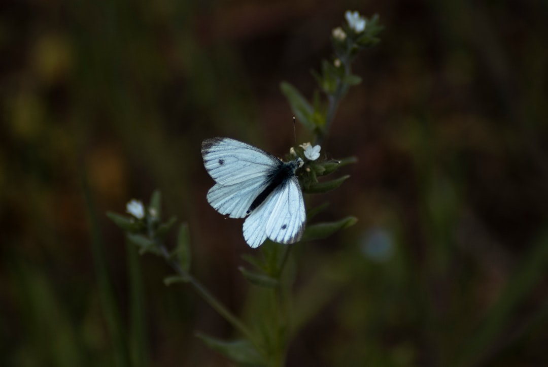 Butterfly Photography