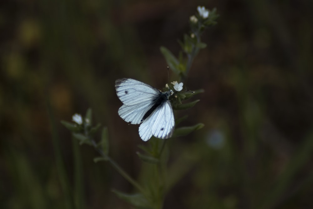 white butterfly perched on green plant