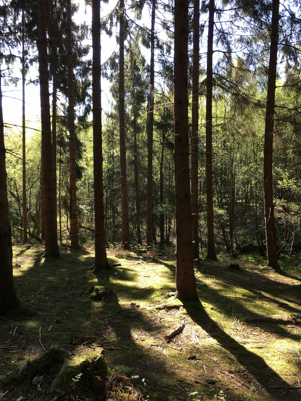 brown trees with green leaves during daytime