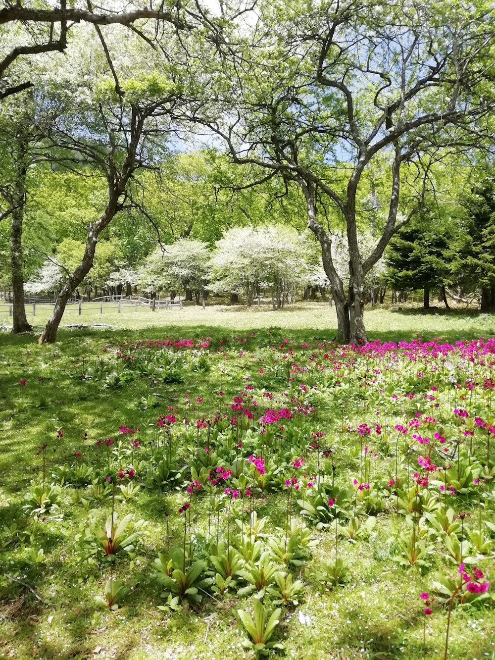 pink flower field near green trees during daytime