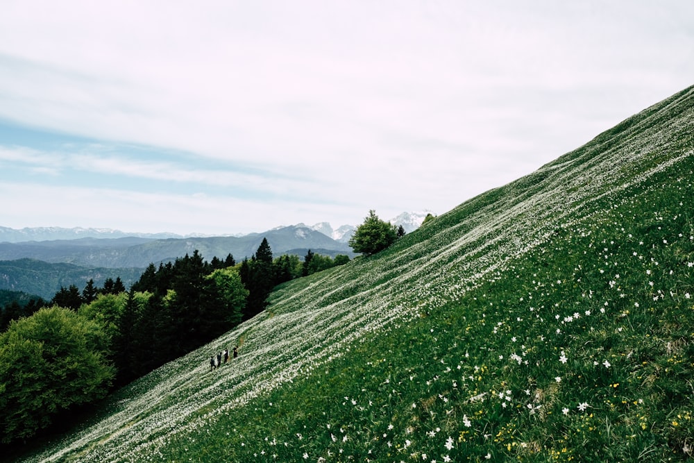 green grass field and trees under white sky during daytime