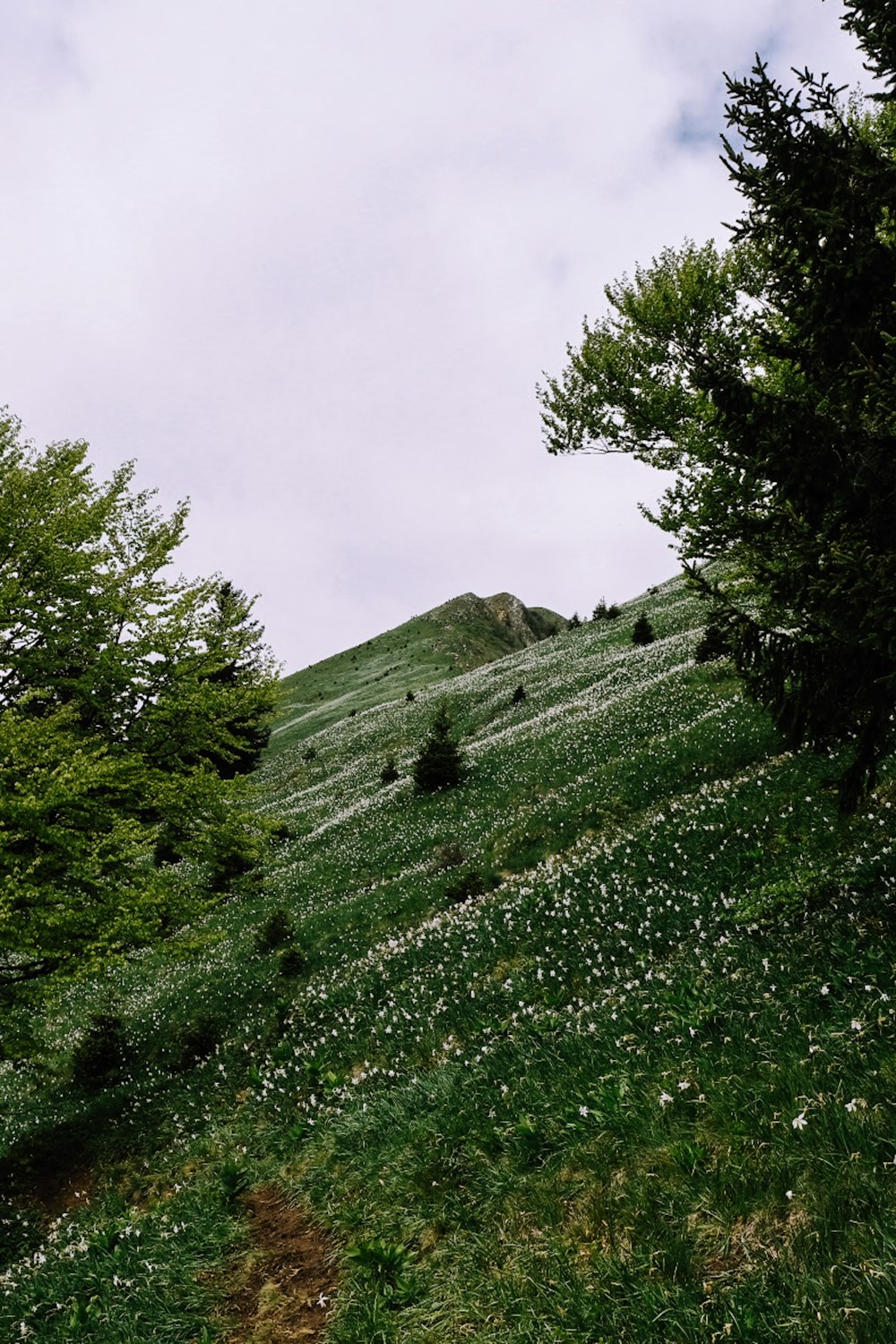 green trees on green grass field under white cloudy sky during daytime