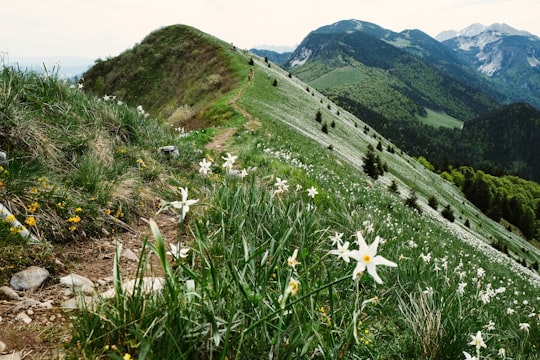 white flower on green grass field during daytime in Golica Slovenia