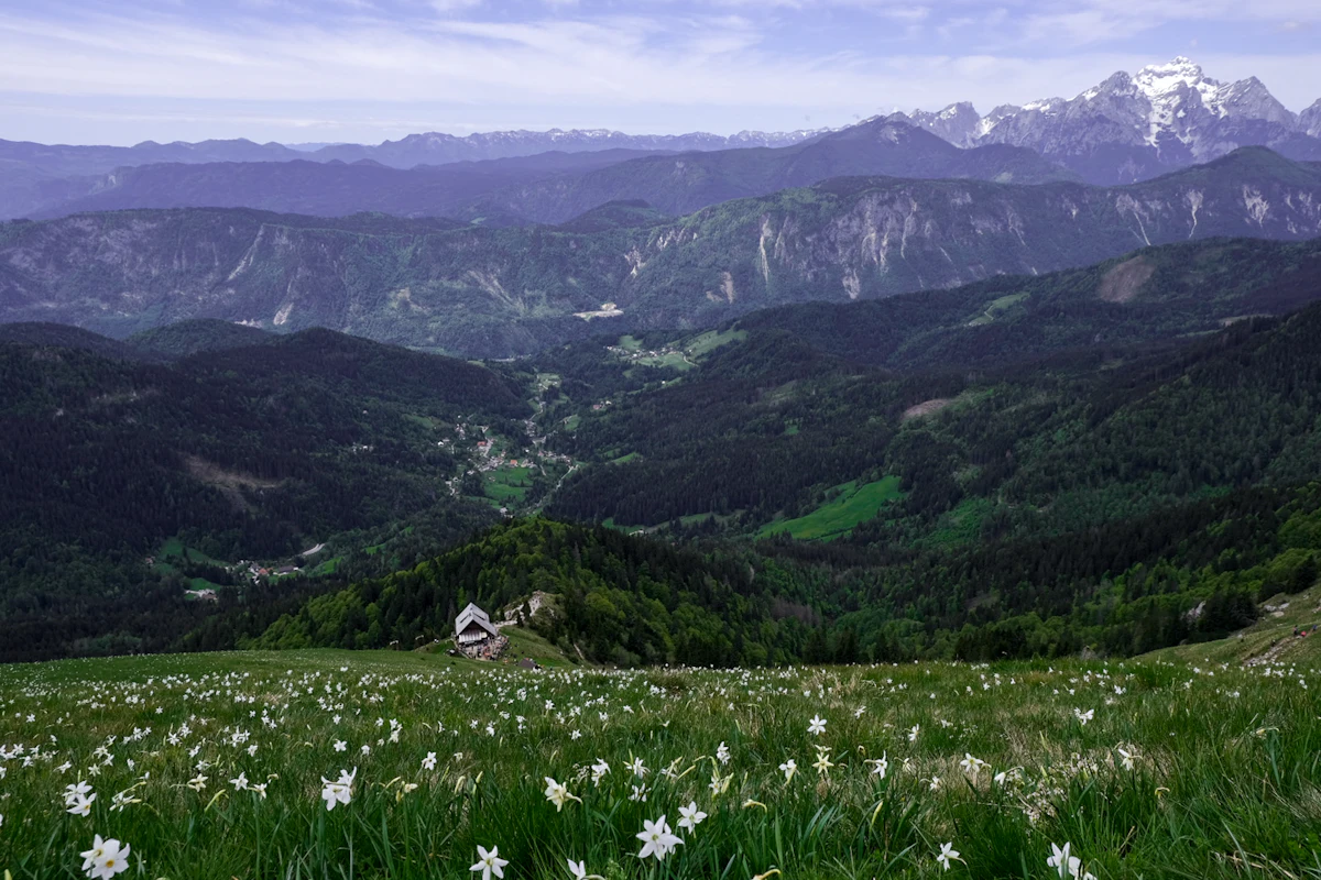 Spring daffodils on a meadow on Golica, looking over wooded valleys to snowy peaks