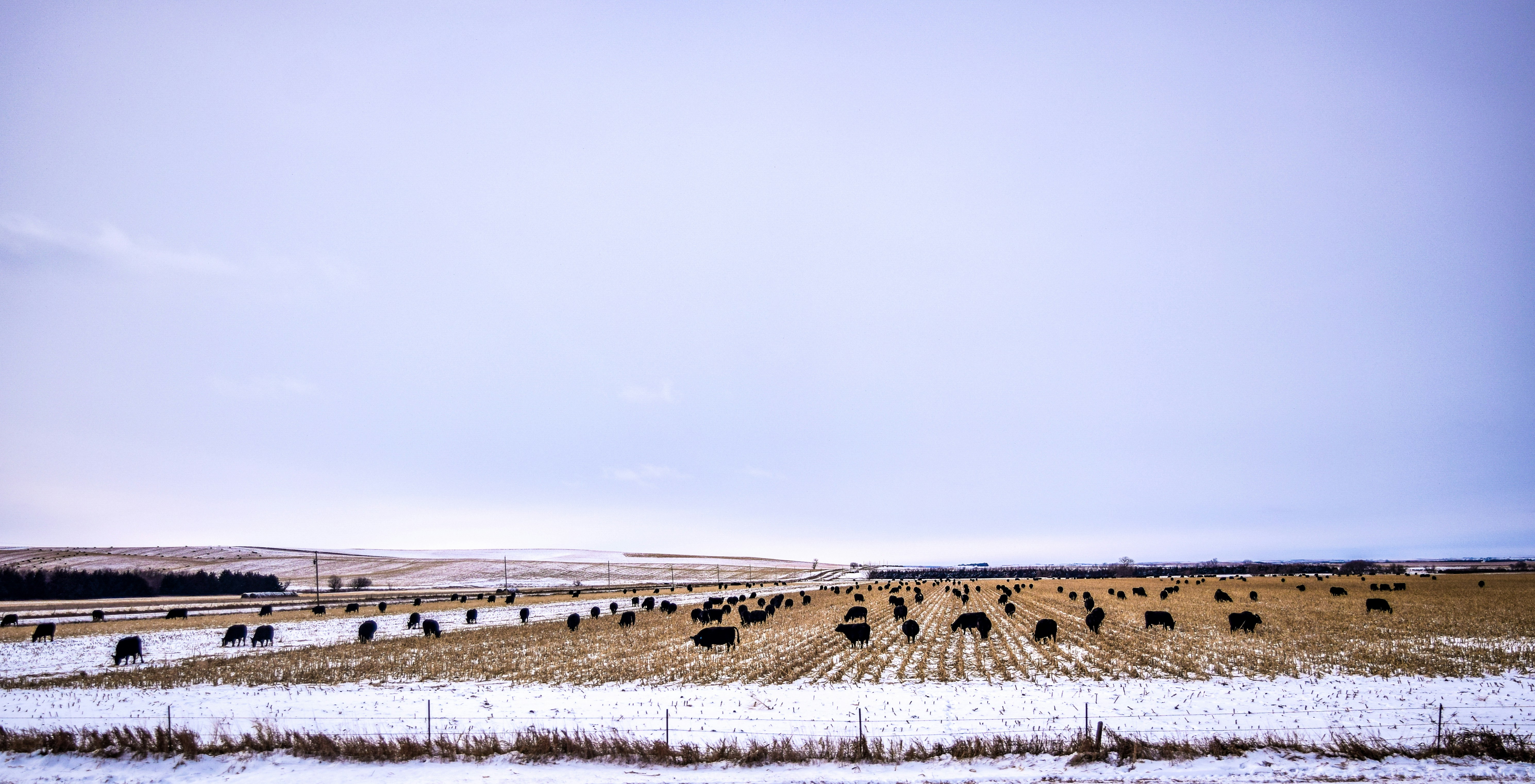 brown field under blue sky during daytime