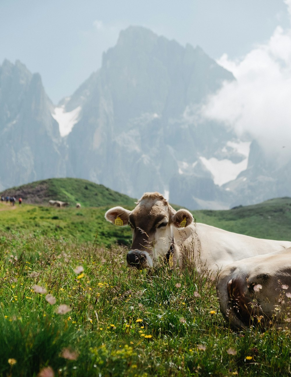 Vaca marrón en campo de hierba verde durante el día