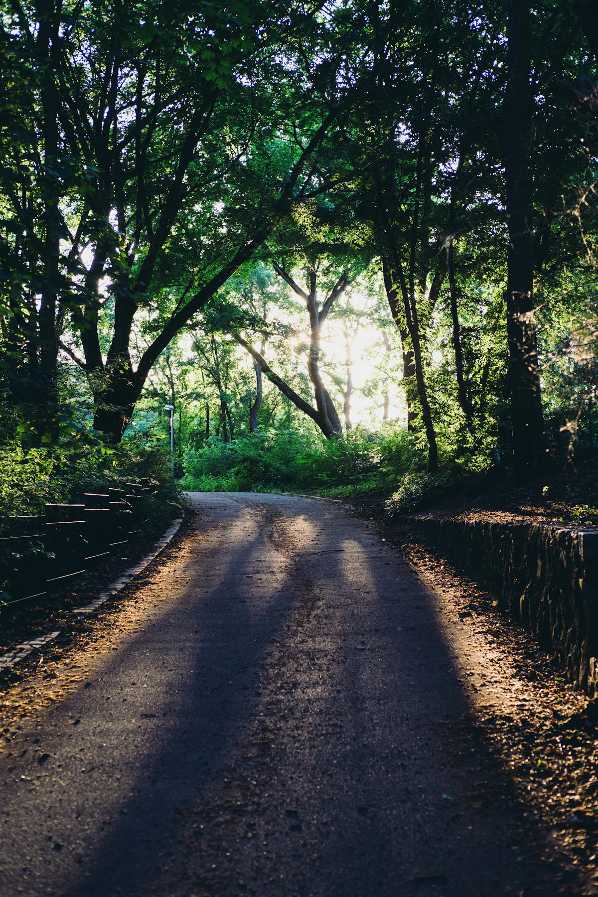 Ein Parkweg zwischen Bäumen im warmen Abendlicht