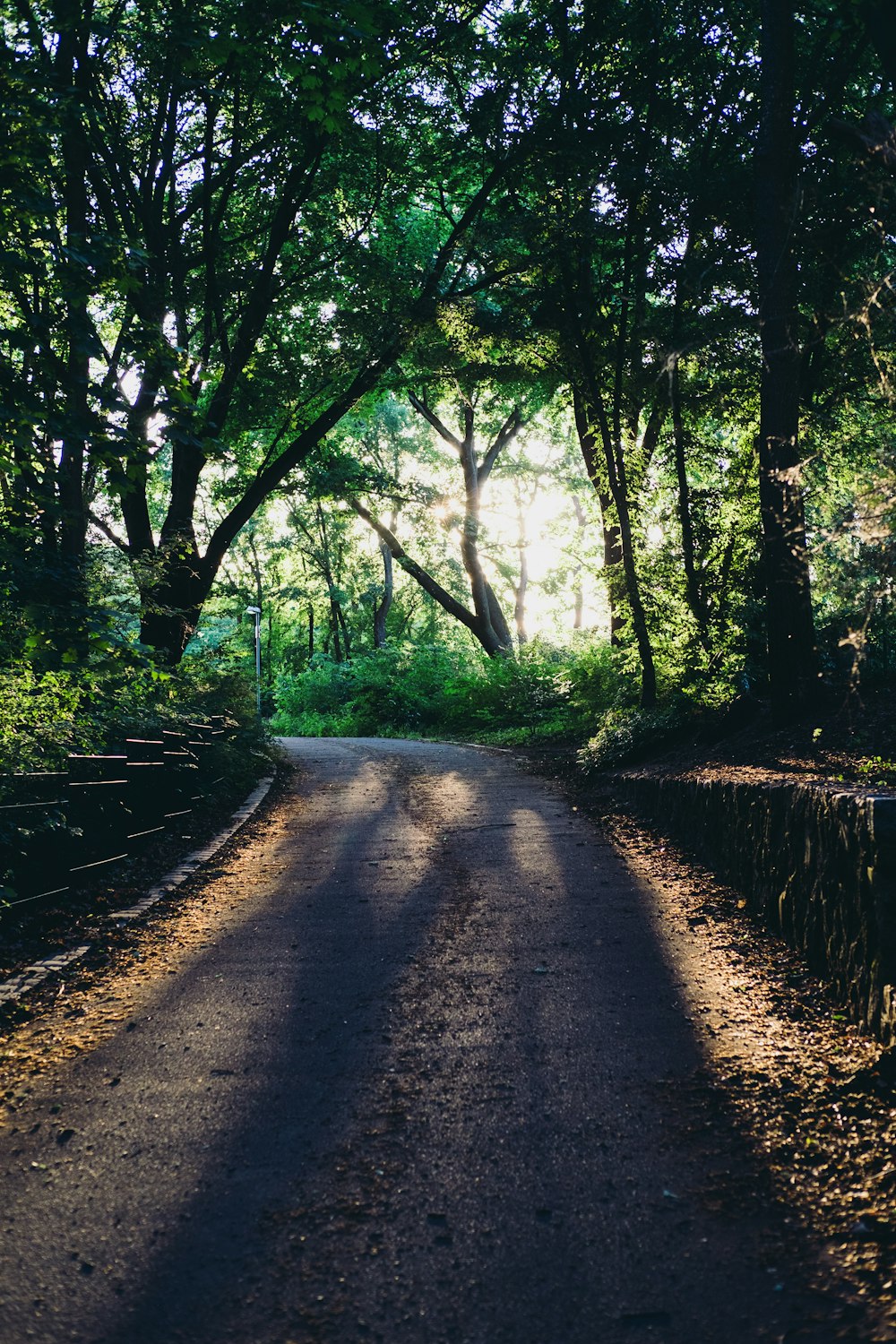 brown pathway between green trees during daytime